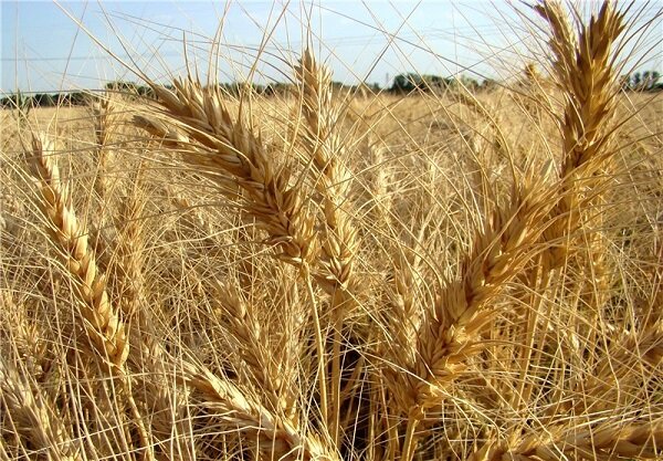 5087991 - برنامه ریزی کشت ۶ میلیون هکتار گندم آبی و دیم در کشور