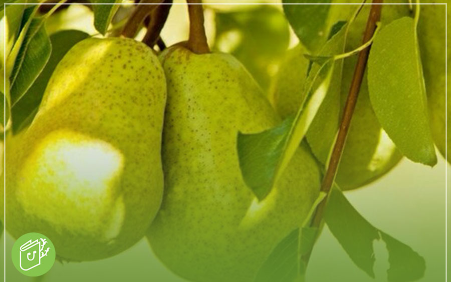 زمان کاشت گلابی بیروتی / بهترین زمان برای کاشت و رشد درخت گلابی