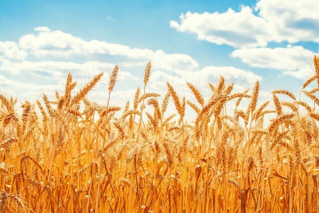 ۱۷۰ هزار تن گندم تضمینی در استان اصفهان خریداری می‌شود