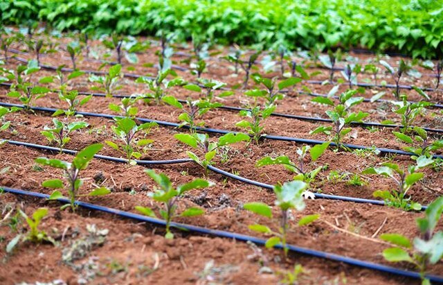آسیب آبیاری قطره‌ای به منابع آب کشور!