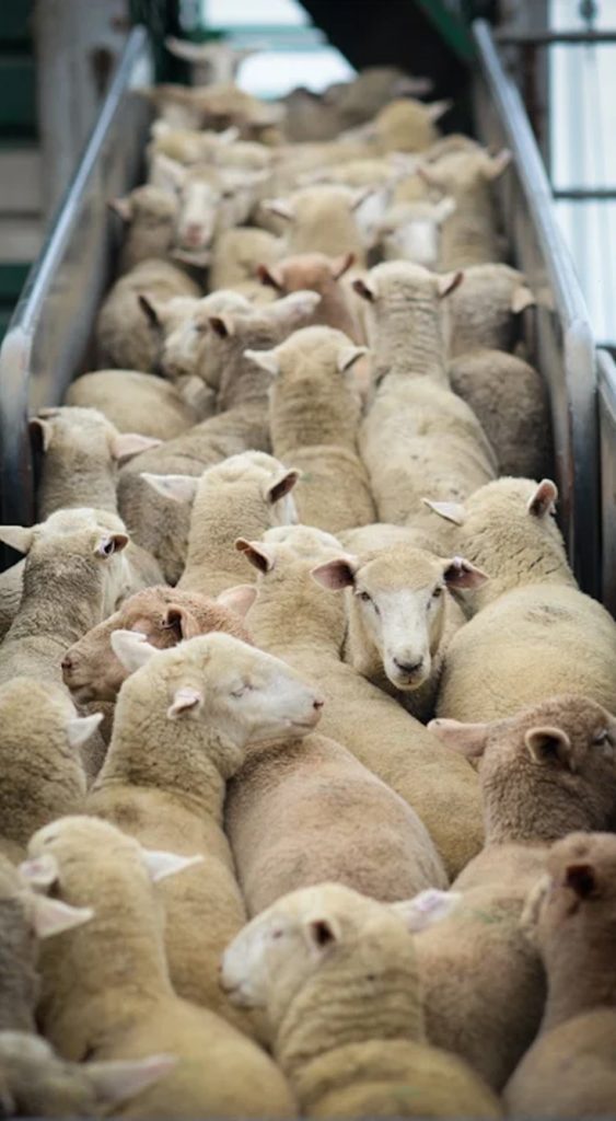 Factory Farming: Cruelty for Humans, Animals and the Planet July 2025