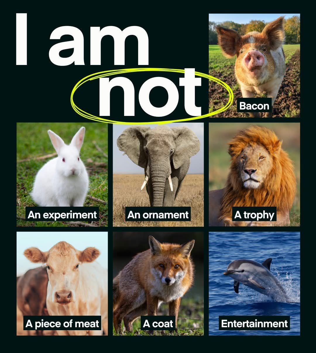 https://cruelty.farm/