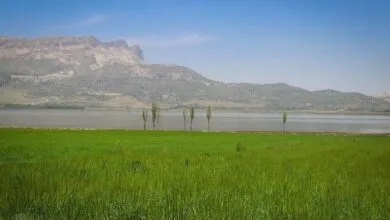 همسونیوز